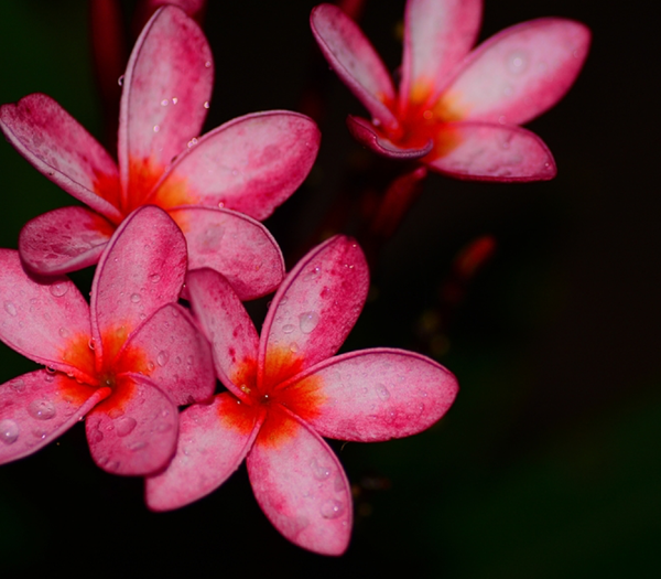 Night Flower moodboard 4