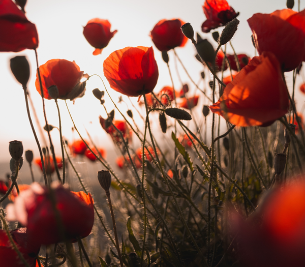 Summer Flowers moodboard 1